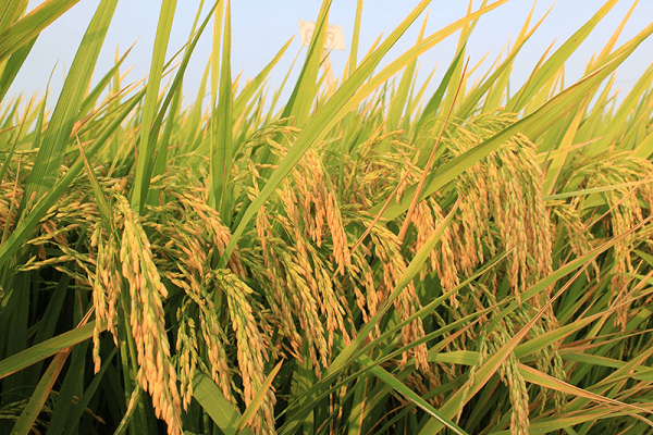 thu hồi đất trồng lúa