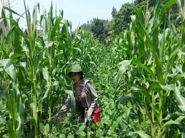 ngô-bắp