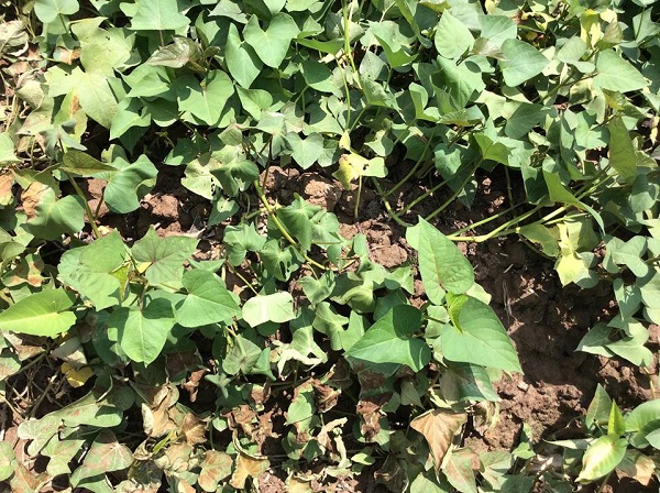 Bệnh héo xanh trên cây khoai lang trước khi sử dụng chế phẩm sinh học EMINA Bệnh héo xanh trên cây khoai lang trước khi sử dụng chế phẩm sinh học EMINA