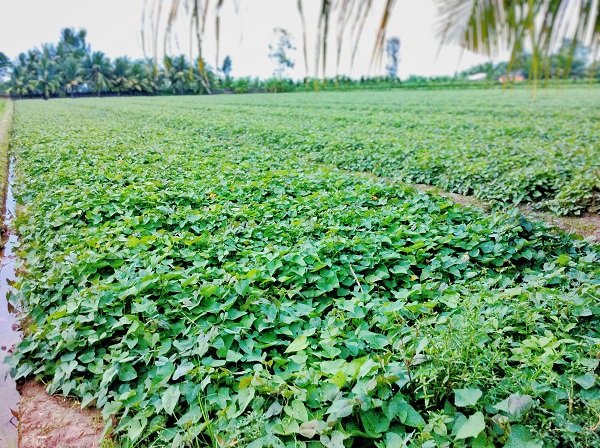 Ruộng khoai phát triển tốt nhờ sử dụng chế phẩm sinh học EMINA Ruộng khoai phát triển tốt nhờ sử dụng chế phẩm sinh học EMINA