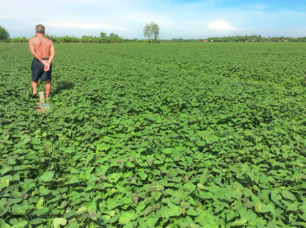 Ruộng khoai lang phát triển tốt sau khi sử dụng chế phẩm sinh học EMINA Ruộng khoai lang phát triển tốt sau khi sử dụng chế phẩm sinh học EMINA