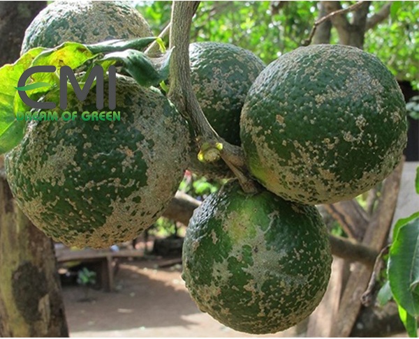 bệnh scab trên cây cam