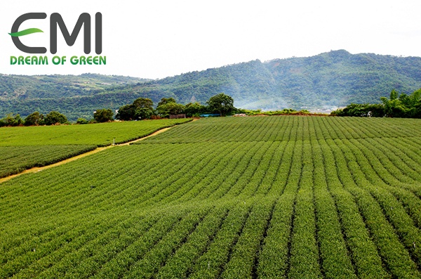 Biện pháp ngăn chặn bọ xít muỗi ở chè Biện pháp ngăn chặn bọ xít muỗi ở chè