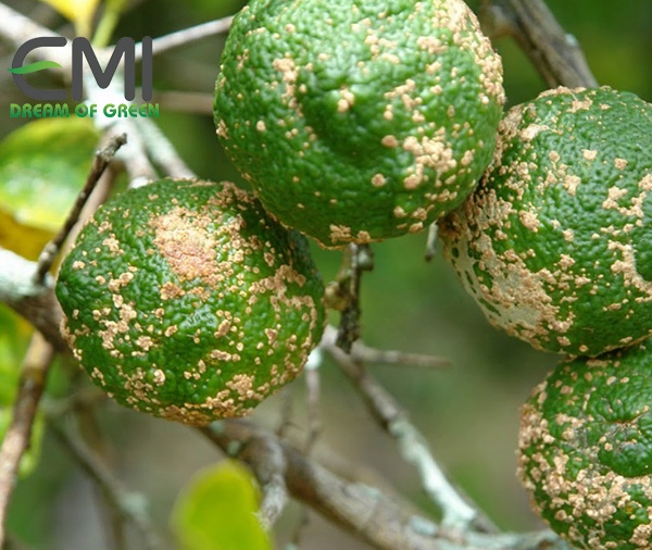 bệnh scab trên cây cam