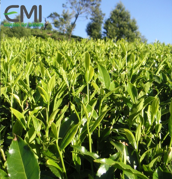 Cách điều trị bệnh đốm mắt cua trên cây chè Cách điều trị bệnh đốm mắt cua trên cây chè