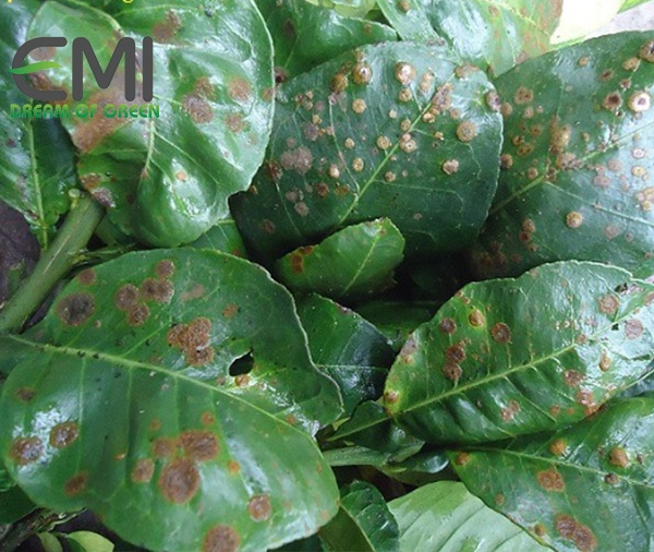 Lá chè bị bệnh đốm mẳt cua Lá chè bị bệnh đốm mẳt cua