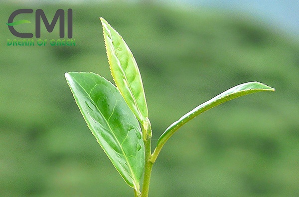 Cách khắc phục bệnh phồng lá ở cây chè Cách khắc phục bệnh phồng lá ở cây chè