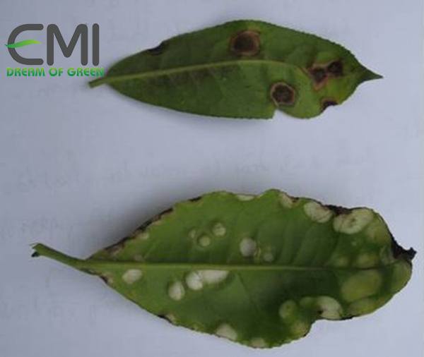 Dấu hiệu để nhận biết bệnh phồng lá ở cây chè