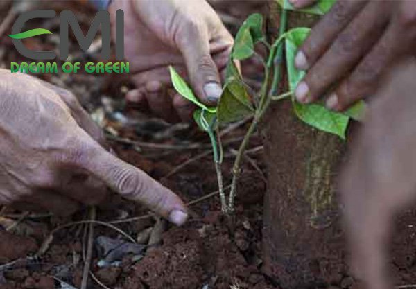 Rệp sáp gốc tiêu