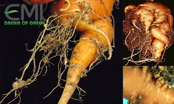 Dấu hiệu phát hiện bệnh tuyến trùng trên cây cà rốt