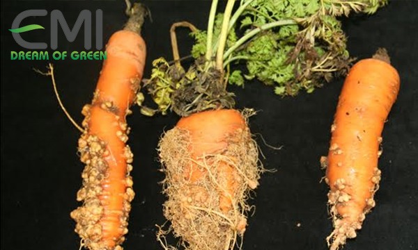 Tác hại của bệnh tuyến trùng trên cây cà rốt
