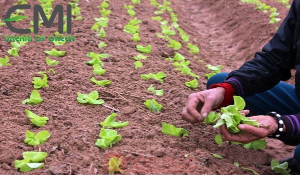 Biện pháp ngăn ngừa bệnh chết cây con trên cây xà lách