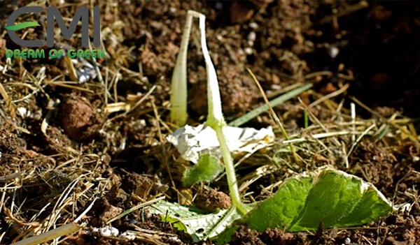 Tác hại của bệnh chết cây con trên cây xà lách