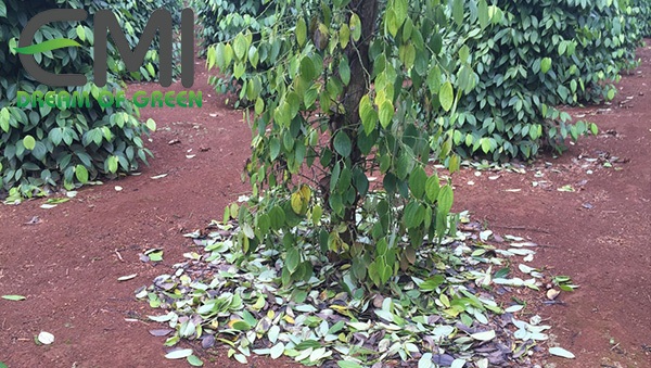 Cách điều trị bệnh chết nhanh trên cây hồ tiêu