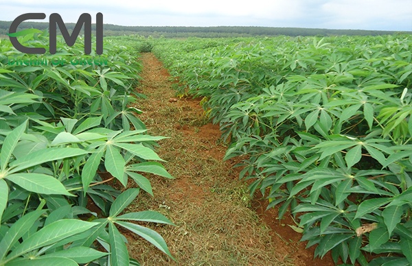 Cách điều trị bệnh chổi rồng trên cây sắn hiệu quả