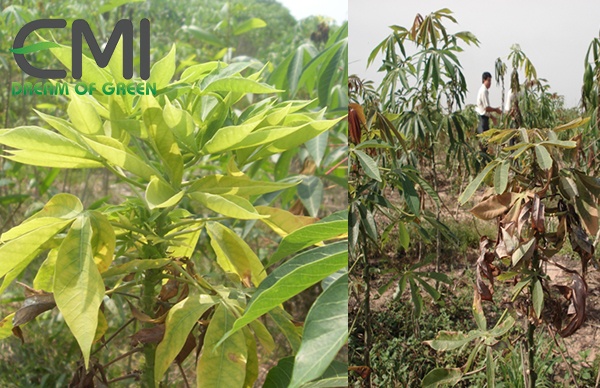 Các triệu chứng của bệnh chồi rồng trên cây sắn