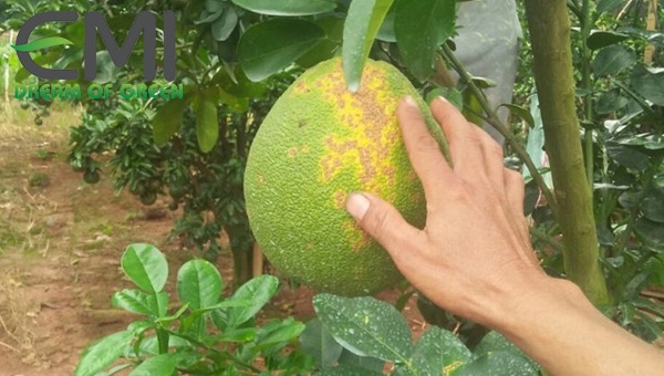 Tác hại của bệnh ghẻ trên cây bưởi