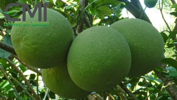 Cách điều trị vườn bưởi khi bị bệnh ghẻ