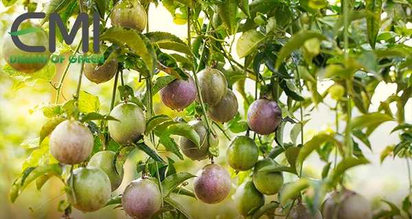 Biện pháp phòng ngừa bệnh héo xanh ở cây chanh leo