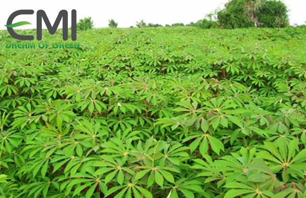 Cách điều trị bệnh khảm lá trên cây sắn