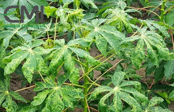 Dấu hiệu phát hiện bệnh khảm lá trên cây sắn