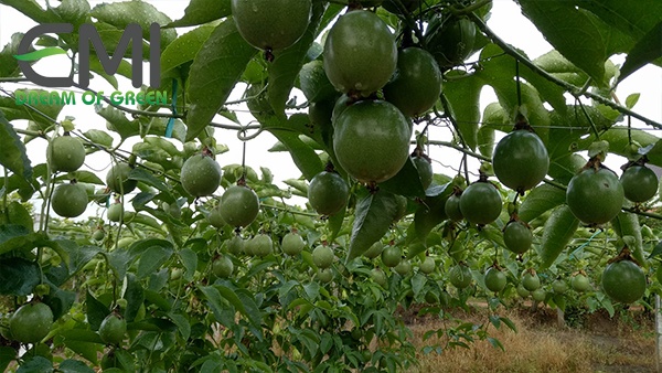Biện pháp ngăn chặn bệnh phấn trắng gây hại trên cây chanh leo