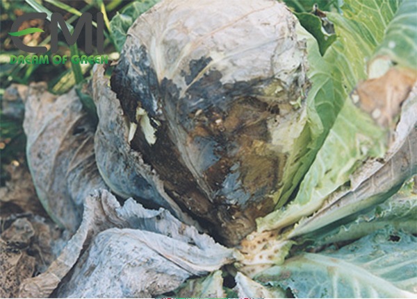 Tác hại của bệnh thối hạch trên cây xà lách