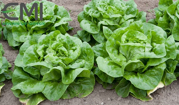 Cách khắc phục vườn rau xà lách khi bị bệnh thối hạch