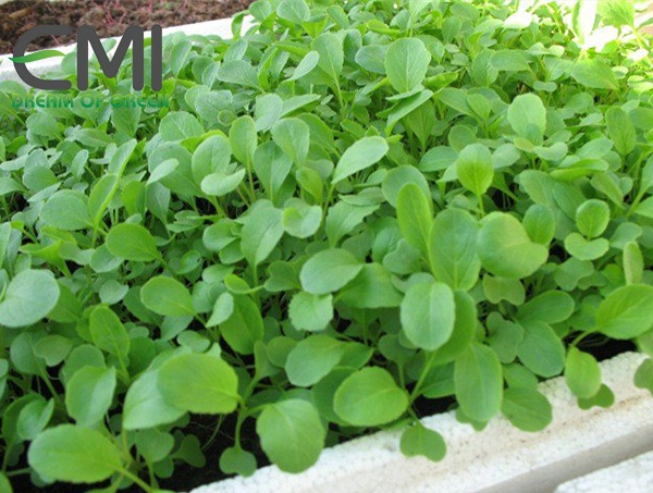 Cách tiêu diệt bọ nhảy xâm hại trên cây cải ngọt hiệu quả Cách tiêu diệt bọ nhảy xâm hại trên cây cải ngọt hiệu quả