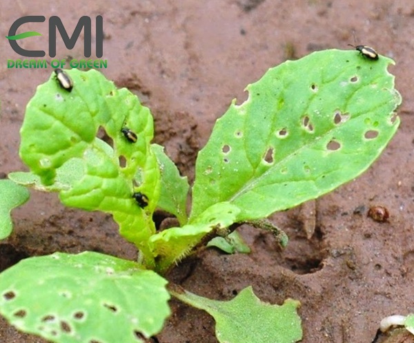 Dấu hiệu phát hiện bọ nhảy trên cây cải ngọt Dấu hiệu phát hiện bọ nhảy trên cây cải ngọt