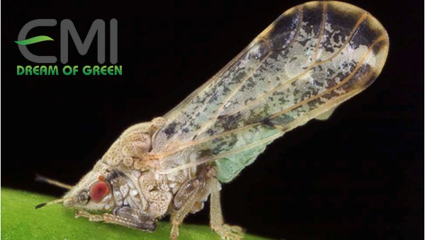 Biện pháp tiêu diệt rầy chổng cánh gây hại trên cây cam Biện pháp tiêu diệt rầy chổng cánh gây hại trên cây cam