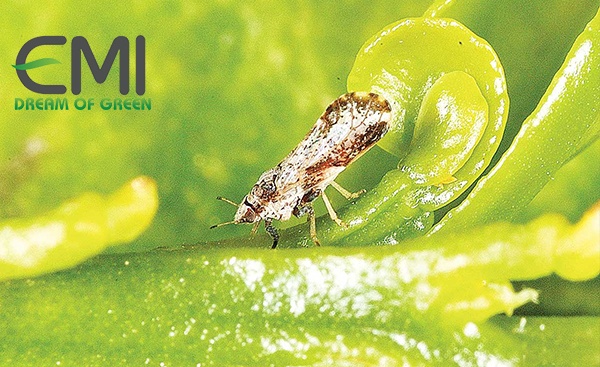 Đặc điểm nhận dạng của rầy chổng cánh trên cây cam Đặc điểm nhận dạng của rầy chổng cánh trên cây cam