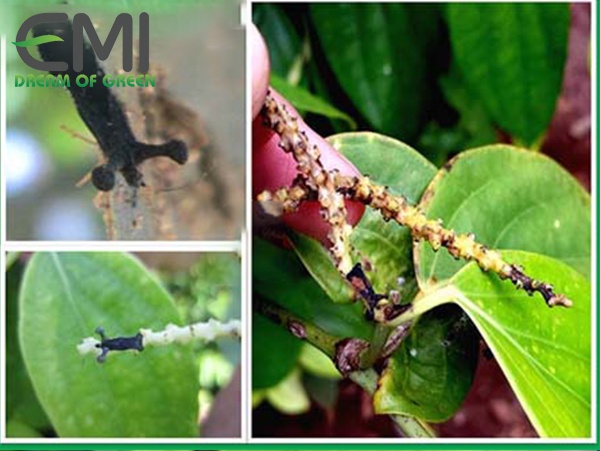 Bọ xít lưới gây hại trên cây tiêu
