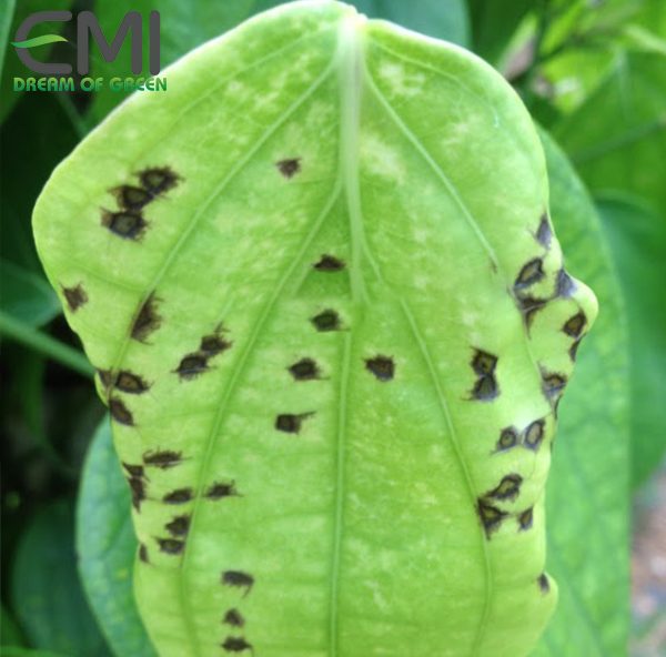 Tác hại của bọ xít lưới xâm hại tiêu Tác hại của bọ xít lưới xâm hại tiêu