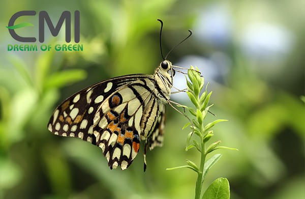 Tác hại của bướm phượng gây hại trên cây cam Tác hại của bướm phượng gây hại trên cây cam