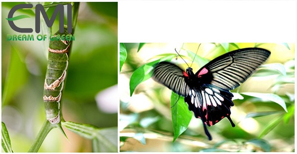 Cách tiêu diệt bướm phượng trên cây cam Cách tiêu diệt bướm phượng trên cây cam