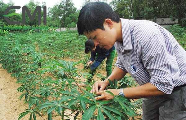 Biện pháp phòng trừ rệp sáp bột hồng gây hại trên cây sắn Biện pháp phòng trừ rệp sáp bột hồng gây hại trên cây sắn