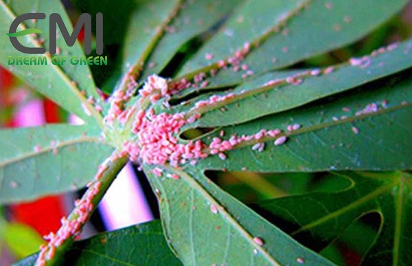 Cách nhận dạng rệp sáp bột hồng hại sắn Cách nhận dạng rệp sáp bột hồng hại sắn
