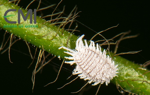 Rệp sáp hại cây cam rệp sáp hại cây cam