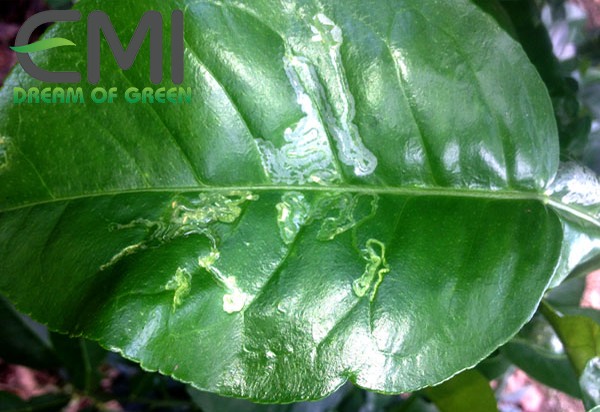 Sâu vẽ bùa làm lá biến dạng