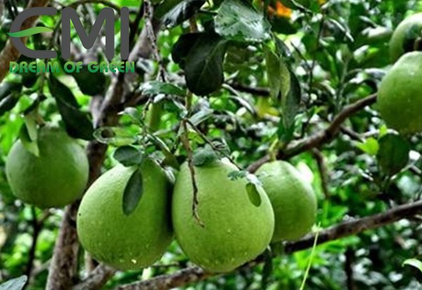 Sâu vẽ bùa gây hại trên cây bưởi da xanh
