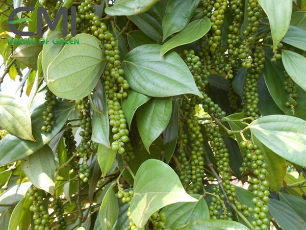Cách khắc phục bệnh đen lá trên cây hồ tiêu