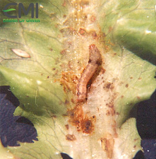 Tác hại của ruồi hại lá trên cây xà lách