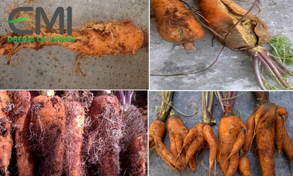 Dấu hiệu phát hiện bệnh thối hạch trên cây cà rốt