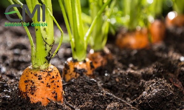 Cách trị bệnh thối hạch trên cây cà rốt