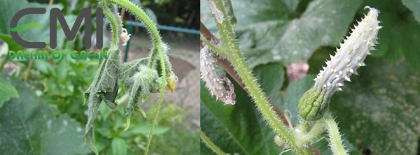 Dấu hiệu phát hiện bệnh thối trái non trên cây dưa leo