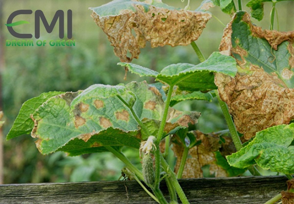 Cách khắc phục ruộng dưa leo khỏi bệnh thối trái non