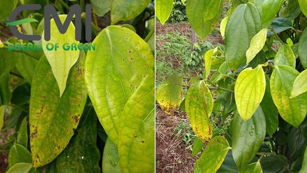 Biện pháp ngăn chặn bệnh vàng lá chết chậm trên cây tiêu