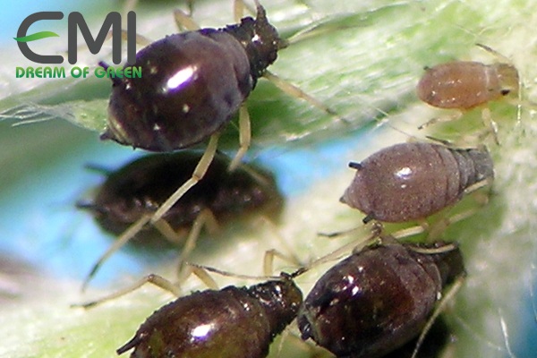 Tác hại của rệp muội đen xâm hại tiêu