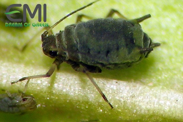 Rệp muội đen hại tiêu